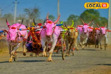 बैलगाडा शर्यतीत हेलिकॉप्टर बैज्यानंच नाव काढलं, केलं मालामाल,खुराक माहित आहे का?