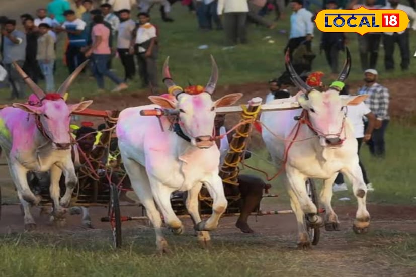 बाळू हजारे सांगतात की, सोमवारी बैलांना औताला जुंपत नाही. शर्यतीचा बैल औतात घटवायला लागतो. बैज्याला एक दिवस आड अर्धा तास औताला जुंपला जातो. बैज्याला खायला काही वेगळं घालत नाही. चारा, जनावराचं नेहमीचं खाद्य दिलं जातं. काय घालेल ते खातो. काही बैलांना दूध पाजलं जातं पण बैज्याला दूध पाजलं जात नाही.