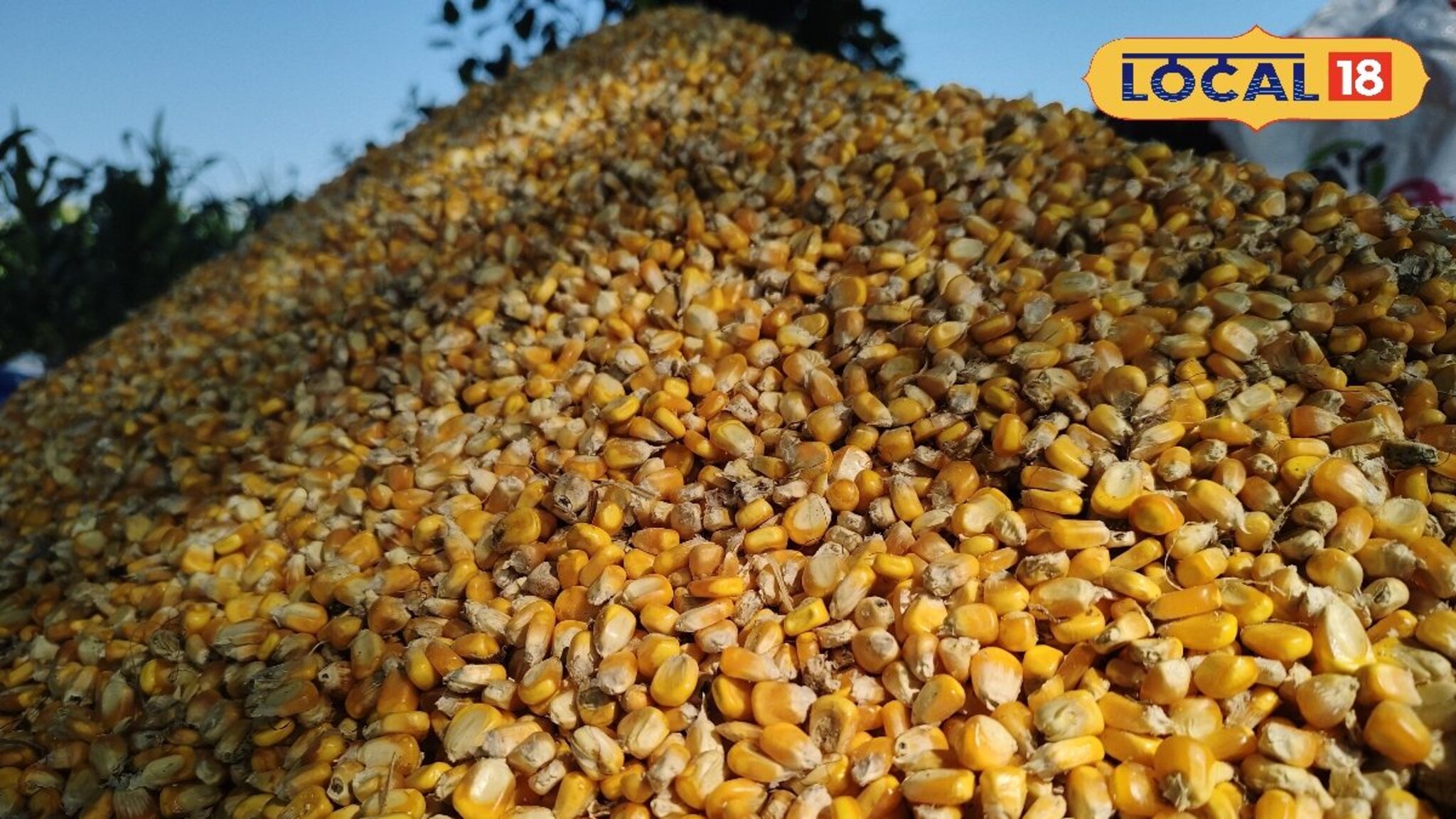 मक्याला 2400 रुपयांची हमी, प्रत्यक्षात 1200 रुपयांनी खरेदी; हमीभावाचे वाजले बारा, शेतकऱ्यांची होतेय लूट..!  