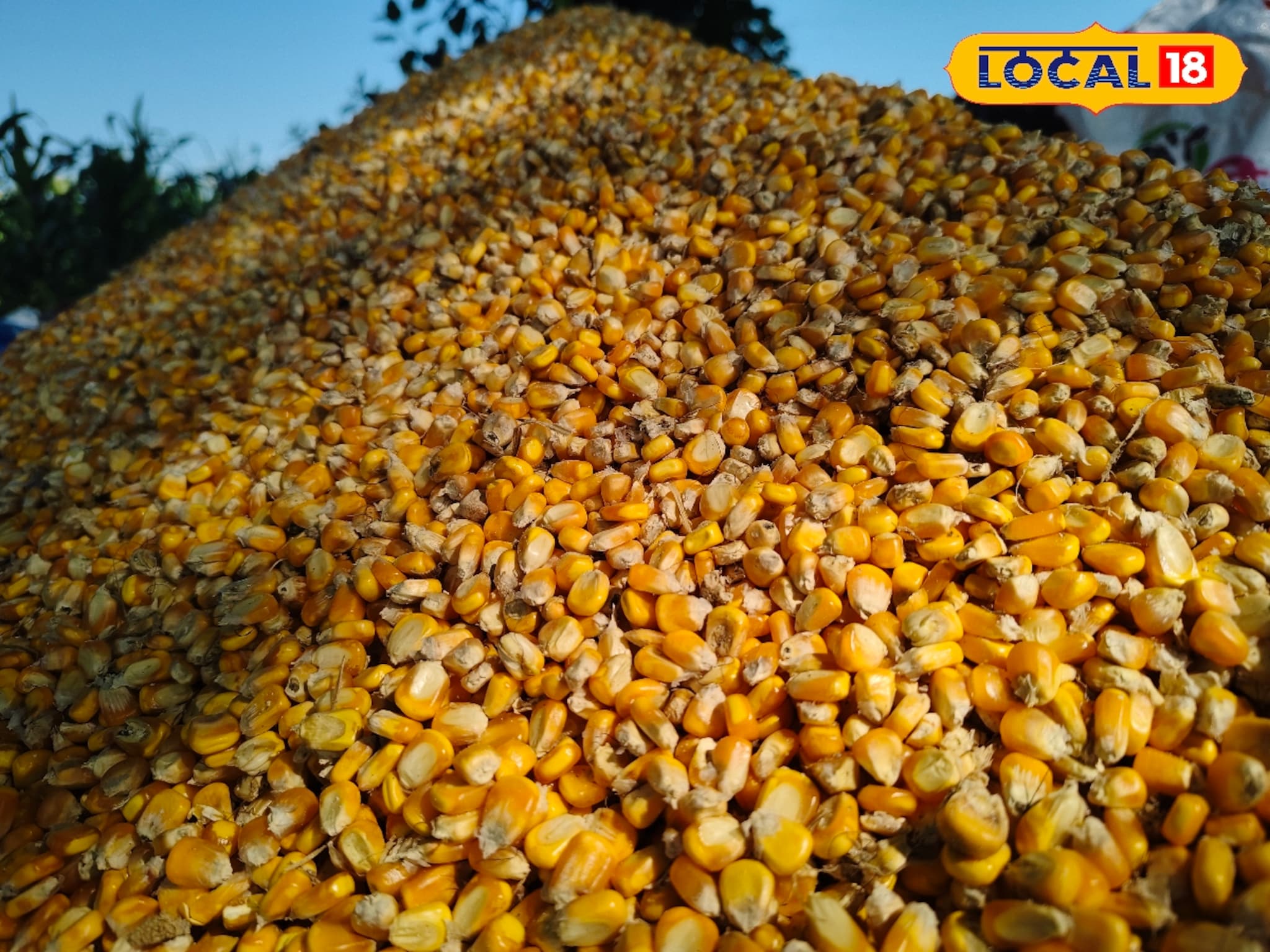 मक्याला 2400 रुपयांची हमी, प्रत्यक्षात 1200 रुपयांनी खरेदी; हमीभावाचे वाजले बारा, शेतकऱ्यांची होतेय लूट..!  