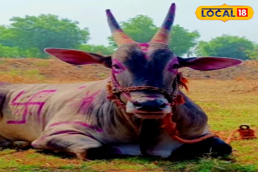 Sangli Bailgada Race