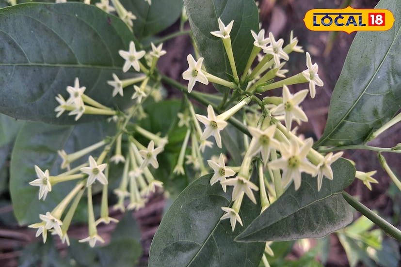 सांगली जिल्ह्यात मागील 24 तासात 29.8 अंश सेल्सिअस कमाल तापमानाची नोंद झाली. आज जिल्ह्यात दिवसभर निरभ्र आकाशासह कमाल तापमान 32 अंशावर राहिल. तसेच किमान तापमान 15 अंशावर राहिल. सांगलीत पहाटे थंडीचा कडाका आणि दुपारी उन्हाचा चटका अशी स्थिती राहील.