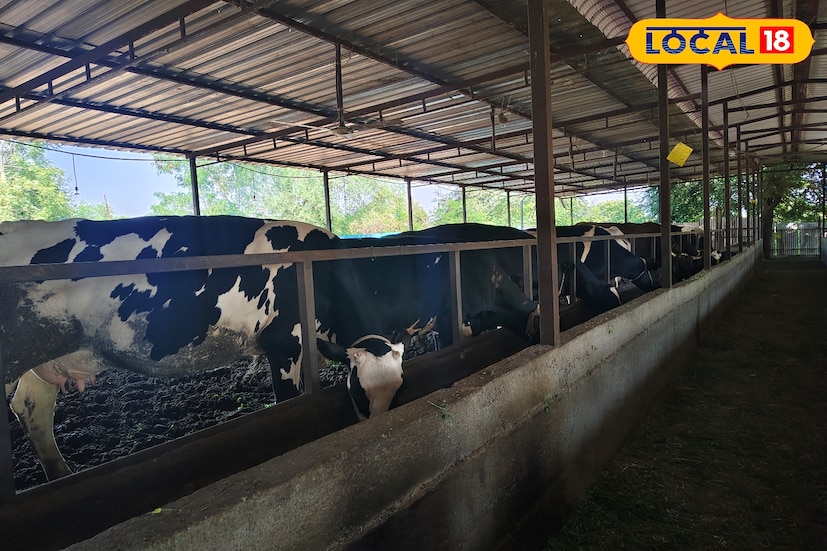 दूध व्यवसायामध्ये विशेष म्हणजे आता हाताने दूध काढायचे काम राहिले नाही, त्यासाठी गोठ्यामध्ये सांगडे बसवले जातात. येथे गाई येतात, खाद्य खातात, पाणी पितात आणि दूध काढल्यानंतर बाहेर निघून जातात. त्यामुळे दुग्ध व्यवसायाला पूर्ण वेळ द्यायची गरज नाही आणि कमाई देखील चांगली होते, अशी प्रतिक्रिया देखील शेळके यांनी दिली.