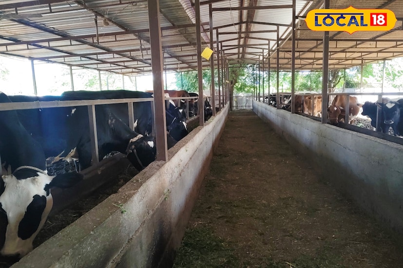 कुंबेफळ येथे श्रीराम शेळके यांच्याकडे बागायती शेती आहे. मोसंबी, सिताफळ या फळबागातील झाडांना चांगल्या पद्धतीची फळे यावी यासाठी शेणखत 4 ते 5 लाख रुपयांचे विकत घ्यावे लागत होते, मात्र यामध्ये शेळके यांचा अधिक खर्च होत होता. 