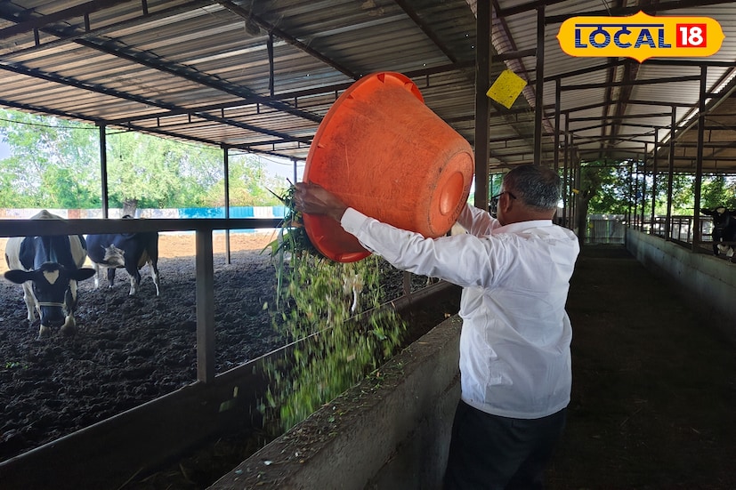 त्यामुळे त्यांना एक कल्पना सुचली आणि ती कल्पना सन 2022 मध्ये गाय पालनाच्या माध्यमातून अस्तित्वात आली. 7 गाईंपासून झालेली सुरुवात आजच्या घडीला 43 गाईंवर पोहोचली आहे.