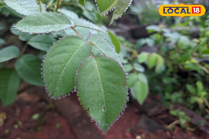 साताऱ्यात गारठा वाढत असून धुक्यासह दव पडत आहे. मंगळवारी साताऱ्यातील कमाल तापमानाचा पारा 30.2 अंशावर राहिला. तर 13.5 अंश सेल्सिअस किमान तापमान राहिले. आज सातारा जिल्ह्यात किमान आणि कमाल तापमानात अंशत: वाढ होऊन ते अनुक्रमे 14 आणि 32 अंश सेल्सिअसवर राहील. 