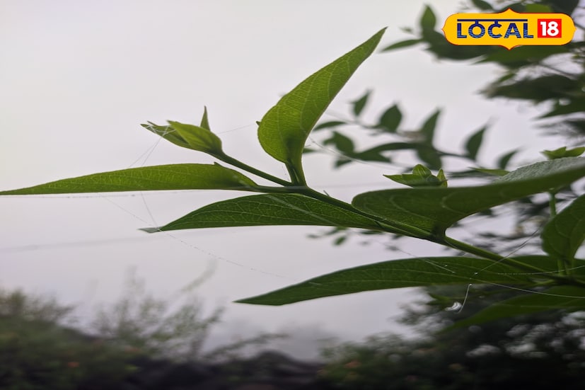 कोल्हापूरकरांच्या दिवसाची सुरुवात साधारण 16.9 अंश सेल्सिअसच्या किमान तापमानाने होईल. जसजसा दिवस पुढे जाईल तसतसे कमाल तापमान 29.1 अंश सेल्सिअसवर जाण्याची शक्यता आहे. सकाळी थंडी तर दुपारी उन्हाचा चटका आणि उकाडा अशी स्थिती अनुभवायला मिळत आहे.