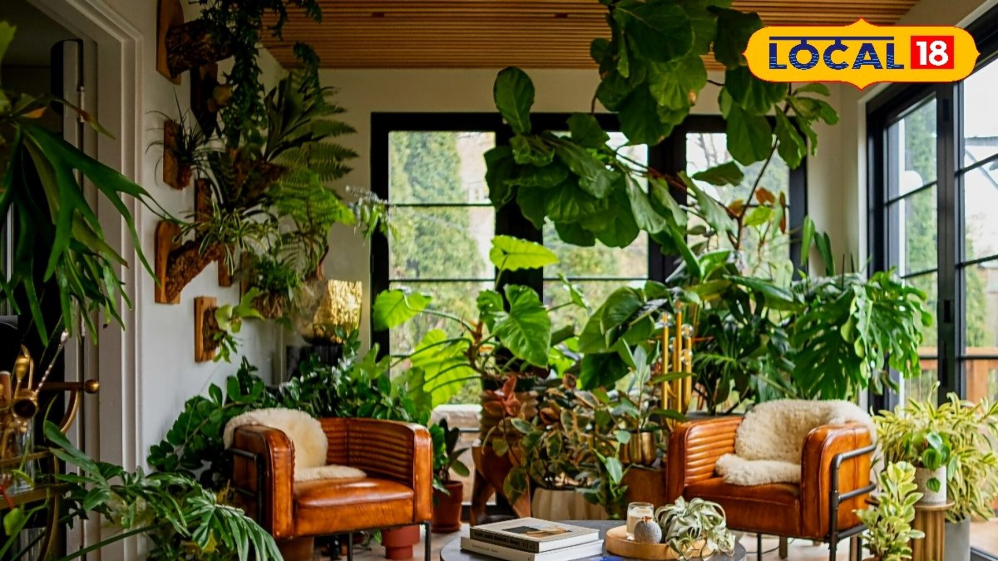 Winter Care Tips: हिवाळ्यात घरात थंडीला नो एंट्री, फक्त लावा ग्रीन हीटर, या वनस्पतींमुळे राहिल उबदार वातावरण