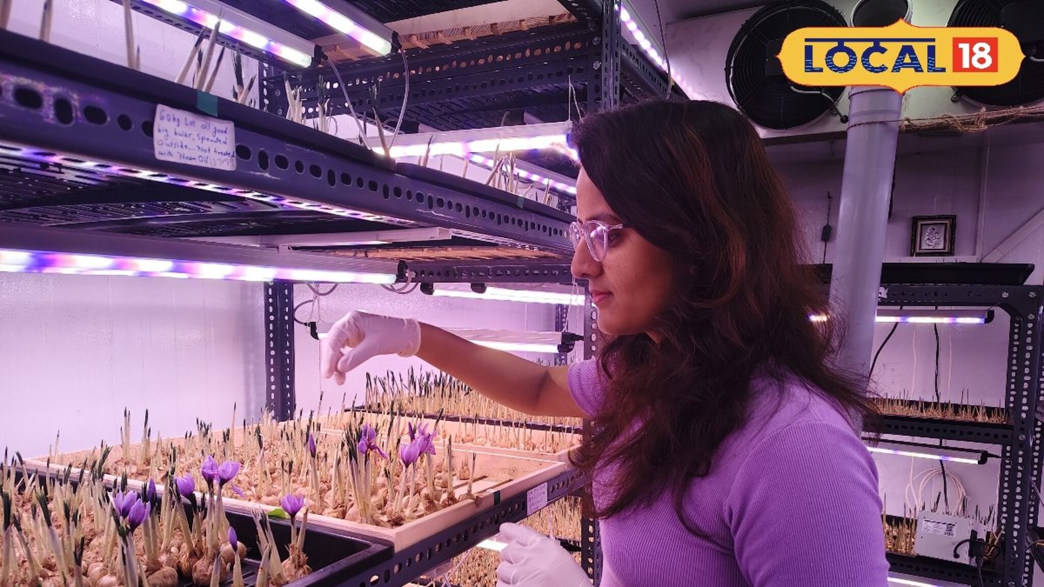 Success Story : शेतकरी नव्हे CA वाल्या ताईंची कमाल, मराठवाड्यात यशस्वी केली केशरची शेती!