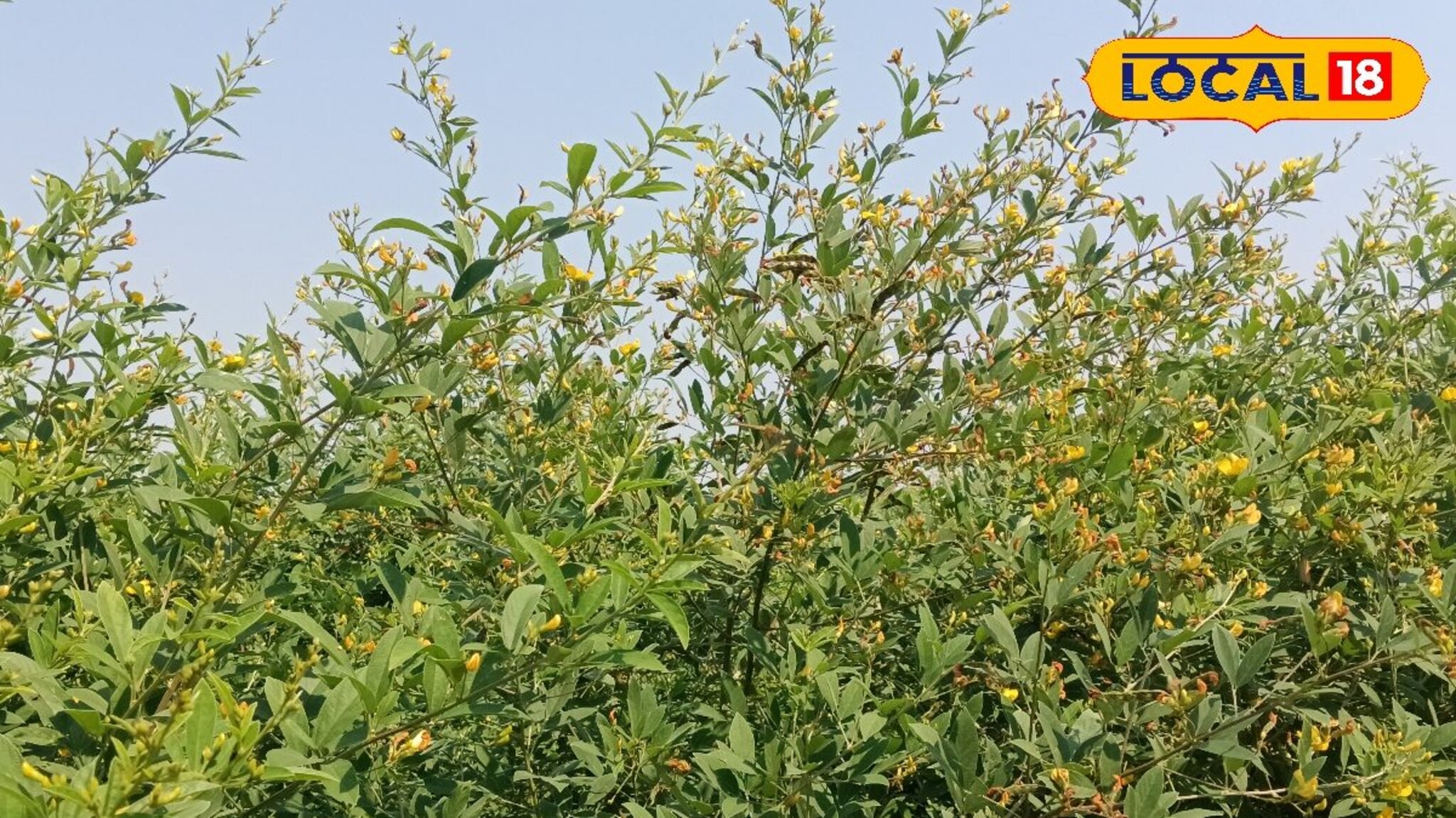 ना रासायनिक खत, ना फवारणी तरीही बहरलं तूर पीक, एकरी 10 क्विंटल होणार उत्पादन