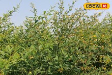 Tur Crops Farming : ना रासायनिक खत, ना फवारणी तरीही बहरलं तूर पीक, एकरी 10 क्विंटल होणार उत्पादन, शेतकऱ्यानं असं काय केलं?