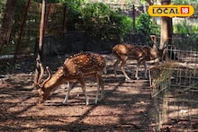 Katraj Zoo: कात्रजचं प्राणी संग्रहालय पाहायला जाताय? खिशात ठेवा जादा पैसे, 1 डिसेंबरपासून कुणाला किती तिकीट?