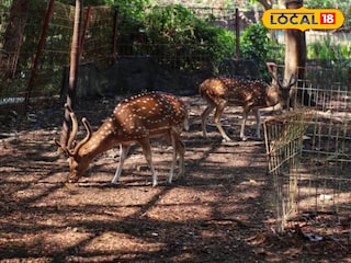 Katraj Zoo: कात्रजचं प्राणी संग्रहालय पाहायला जाताय? खिशात ठेवा जादा पैसे, 1 डिसेंबरपासून... Katraj Zoo: कात्रजचं प्राणी संग्रहालय पाहायला जाताय? खिशात ठेवा जादा पैसे, 1 डिसेंबरपासून...