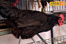 Sangli News: अबब! चक्क 300 अंडी देणारी कोंबडी, कमी खर्चात देतेय बक्कळ कमाई, शेतकऱ्यांची फेव्हरेट!