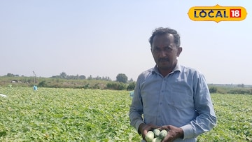 काकडीची