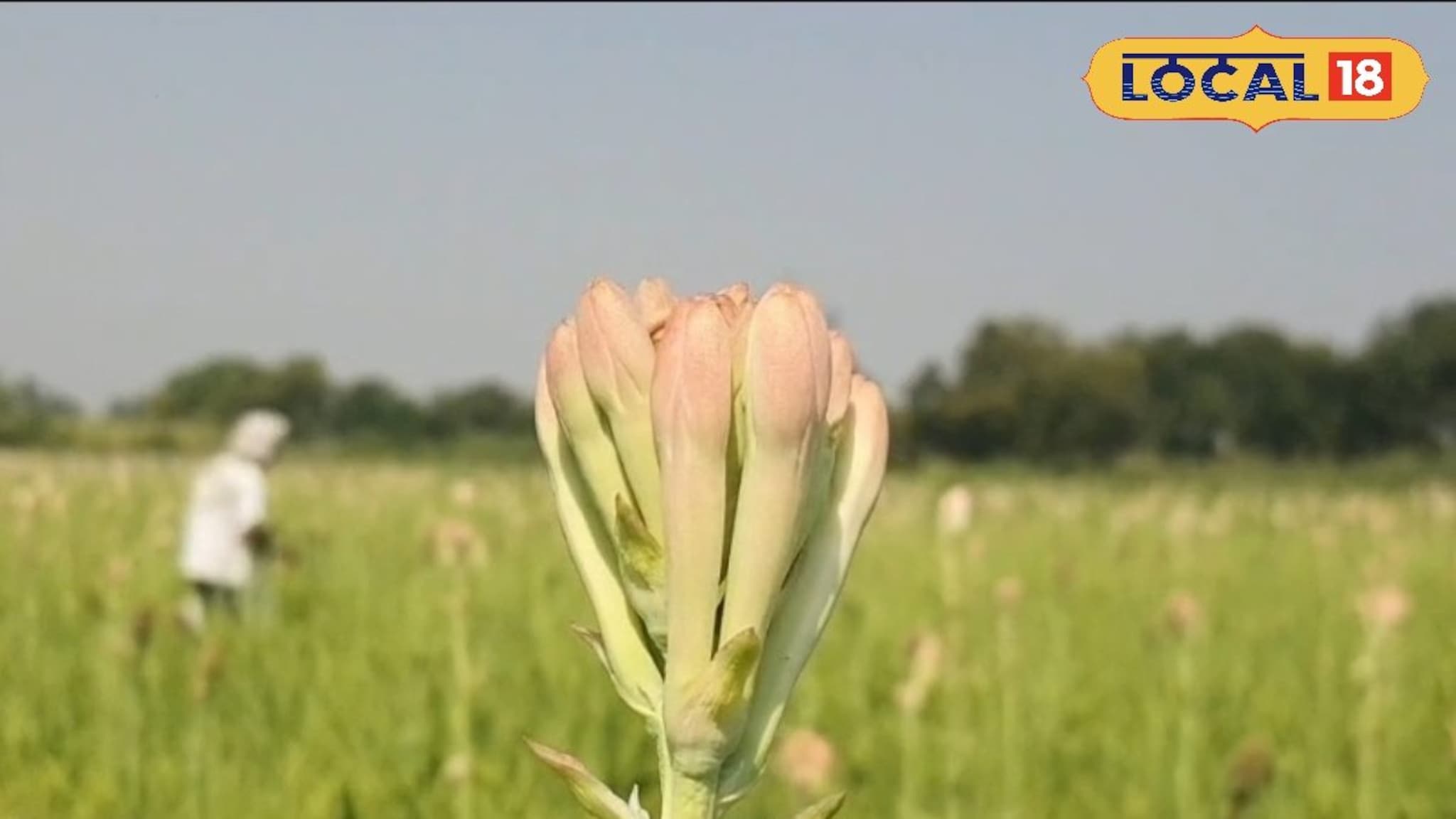 तरुण शेतकऱ्याने तीन एकरात फुलवली गुलछडीची शेती, शेतीतून महिन्याकाठी कमावतो लाखो