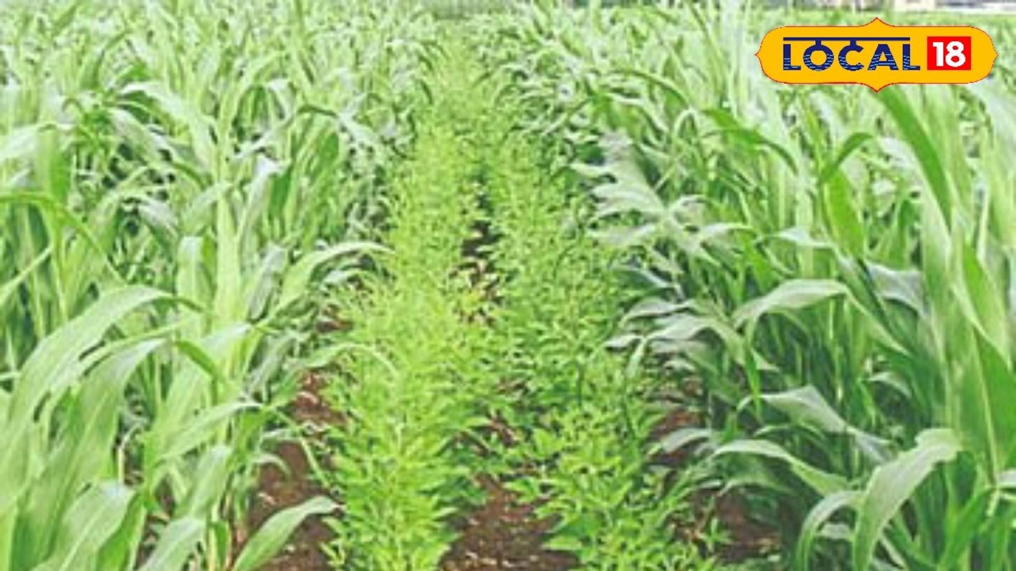 इंटरक्रॉपिंगमुळे उत्पादनात होईल वाढ, सोप्या पद्धतीने करा शेती, माहितीचा Video