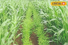 Agriculture News : इंटरक्रॉपिंगमुळे उत्पादनात होईल भरघोस वाढ, सोप्या पद्धतीने करा शेती, संपूर्ण माहितीचा Video