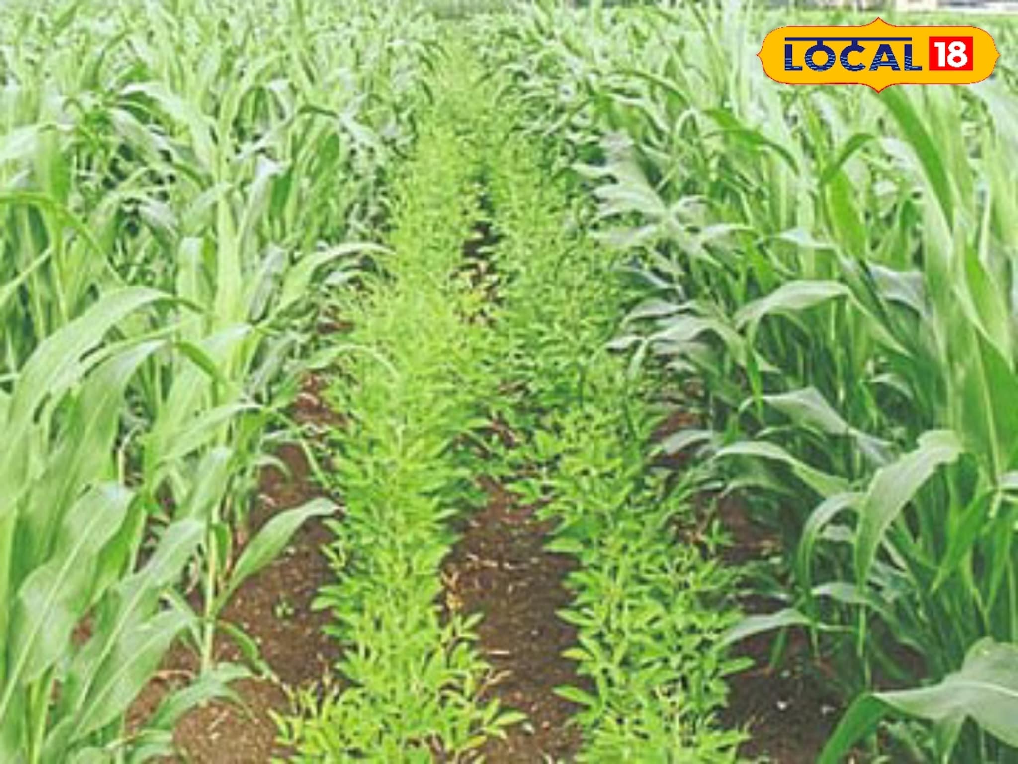 इंटरक्रॉपिंगमुळे उत्पादनात होईल वाढ, सोप्या पद्धतीने करा शेती, माहितीचा Video