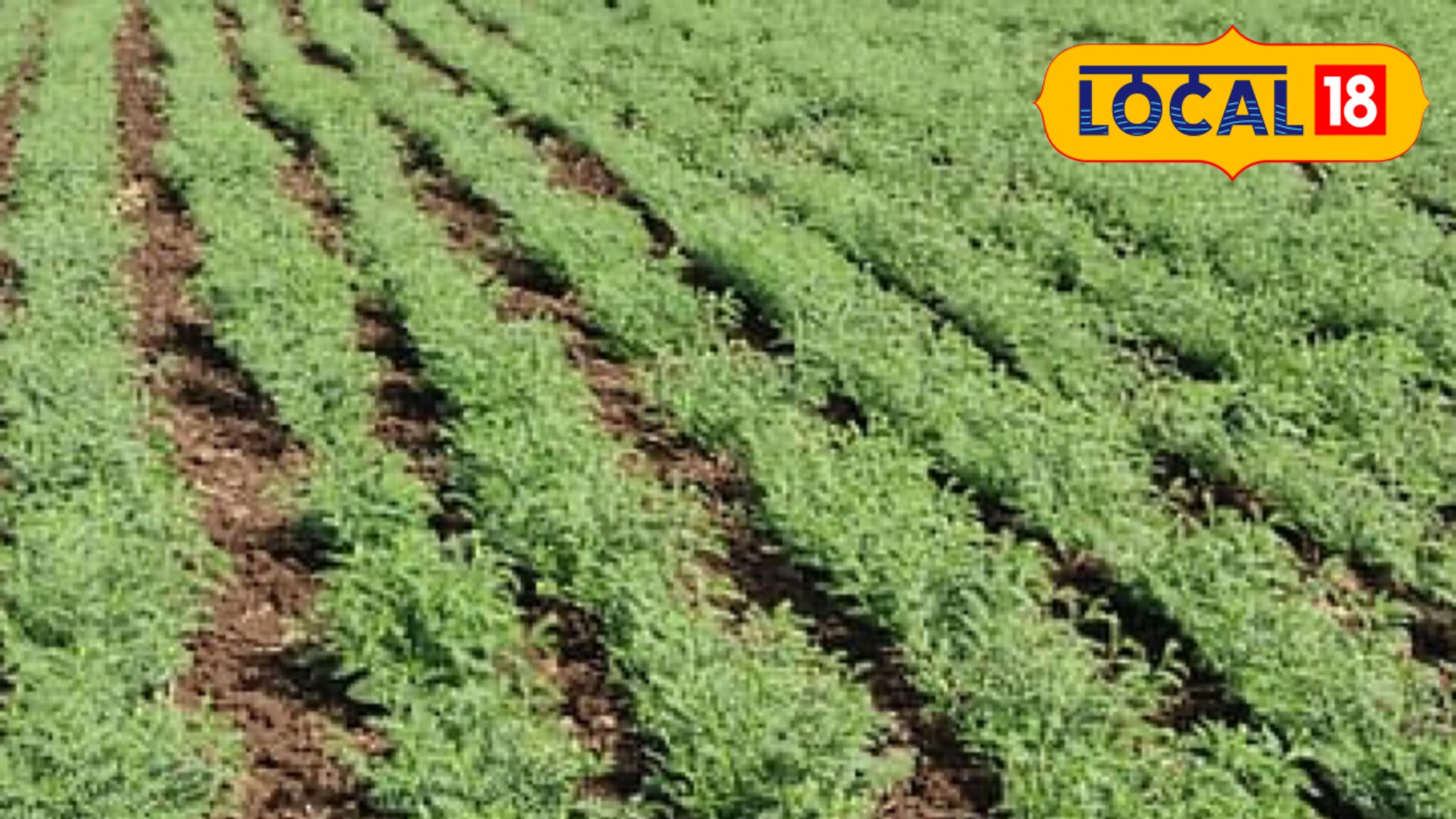 हरभरा पेरणी कशी करावी? वाणांची निवड करतांनी काय काळजी घ्यावी?