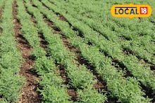 Agrcultre News : हरभरा पेरणी कशी करावी? वाणांची निवड करतांनी काय काळजी घ्यावी? कृषी तज्ज्ञांचा महत्त्वाचा सल्ला