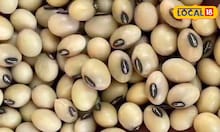 Krushi Market: मक्याचे दर गडगडले, सोयाबीनच्या दरात पुन्हा वाढ, कांद्याची आज काय स्थिती? Video