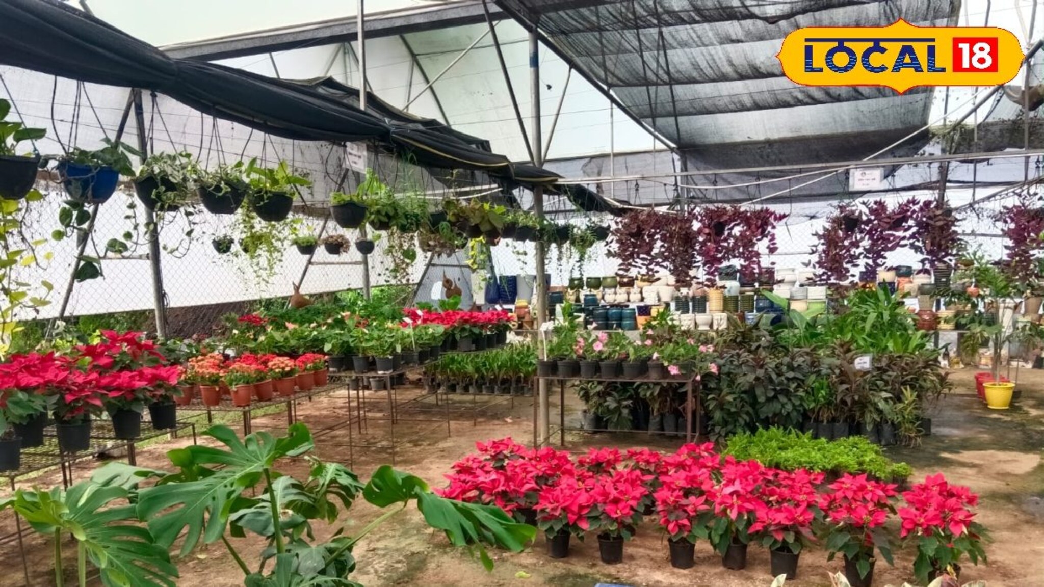 तरुणाची रोपवाटिका व्यवसायात झेप, काही वर्षातच उलाढाल पोहोचली अडीच कोटींपर्यंत!