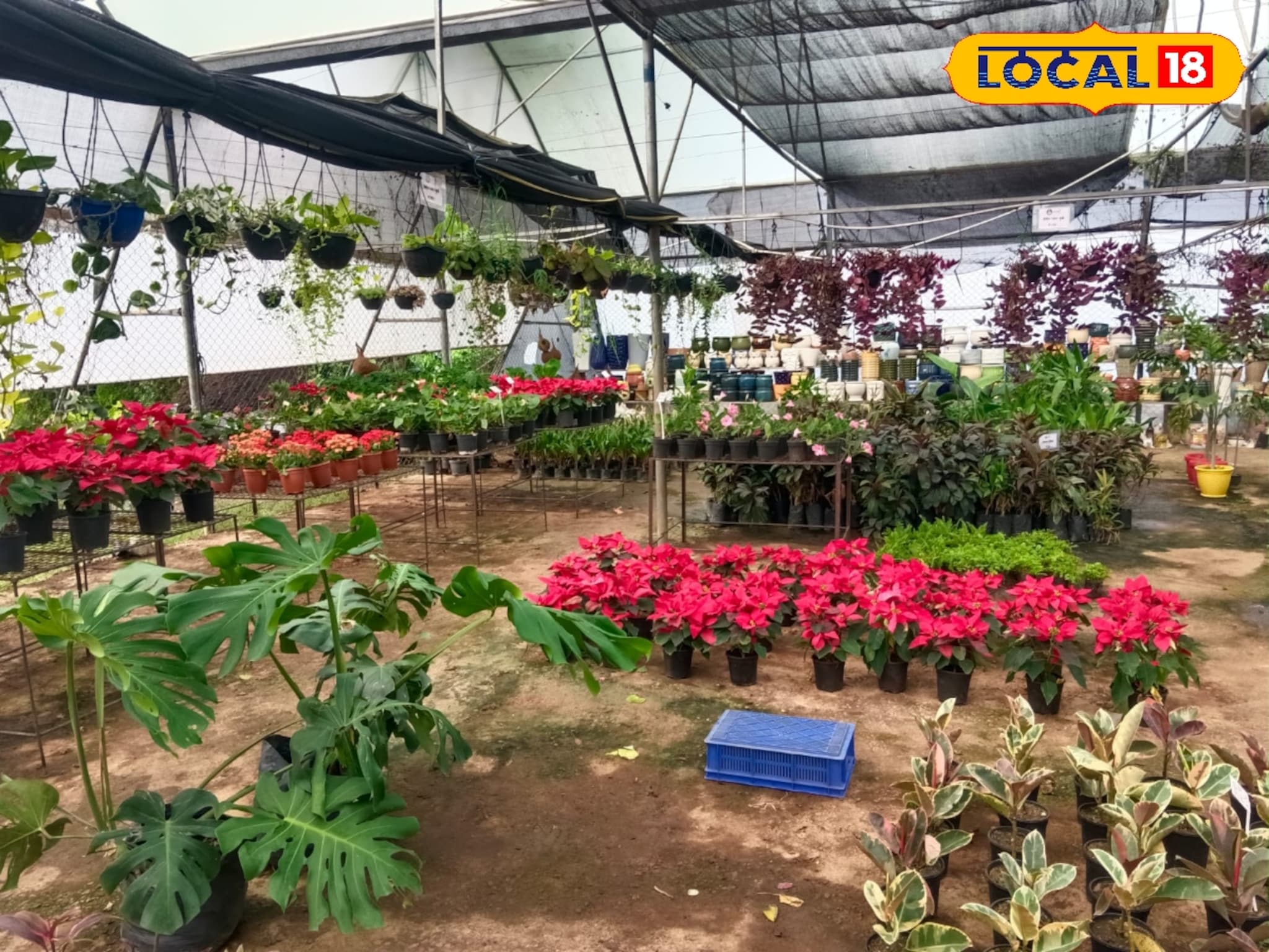 तरुणाची रोपवाटिका व्यवसायात झेप, काही वर्षातच उलाढाल पोहोचली अडीच कोटींपर्यंत!