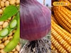 कांद्याची आवक वाढली, दर घसरले; सोयाबीनला विक्रमी दर, इतर शेतमालाला भाव किती?
