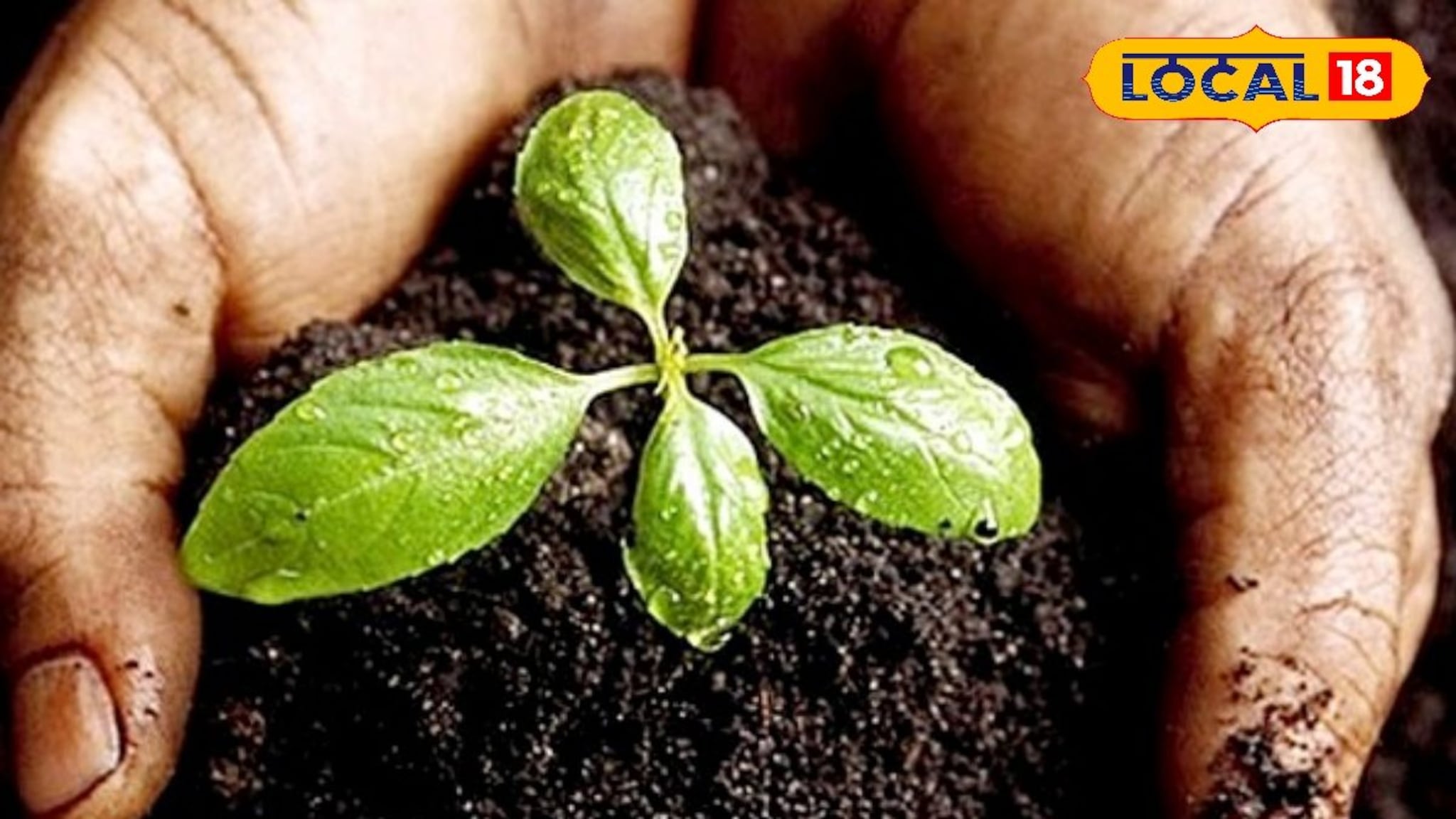 शेतीला मिळेल नवसंजीवनी, माती सुधारण्यासाठी करा हे 3 नैसर्गिक उपाय