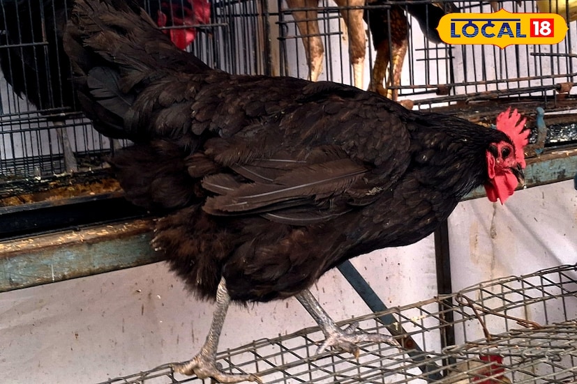 पूर्वी शेतीला पूरक असा जोडधंदा म्हणून आपल्याकडे कुक्कुटपालन केले जात असे. मात्र अलिकडे मुख्य व्यवसाय म्हणून पोल्ट्री फार्मिंग कडे पाहिले जाते. इतर व्यवसायांच्या तुलनेत कमी गुंतवणुकीत चांगला नफा मिळवून देणारा व्यवसाय म्हणून अनेकजण पोल्ट्री फार्मिंगकडे वळतात. ग्रामीण अर्थव्यवस्थेमध्ये मोलाची भर टाकणारा हा व्यवसाय आधुनिक पद्धतीच्या वापराने अधिक फायदेशीर ठरतो आहे. पूर्वी शेतीला पूरक असा जोडधंदा म्हणून आपल्याकडे कुक्कुटपालन केले जात असे. मात्र अलिकडे मुख्य व्यवसाय म्हणून पोल्ट्री फार्मिंग कडे पाहिले जाते. इतर व्यवसायांच्या तुलनेत कमी गुंतवणुकीत चांगला नफा मिळवून देणारा व्यवसाय म्हणून अनेकजण पोल्ट्री फार्मिंगकडे वळतात. ग्रामीण अर्थव्यवस्थेमध्ये मोलाची भर टाकणारा हा व्यवसाय आधुनिक पद्धतीच्या वापराने अधिक फायदेशीर ठरतो आहे.