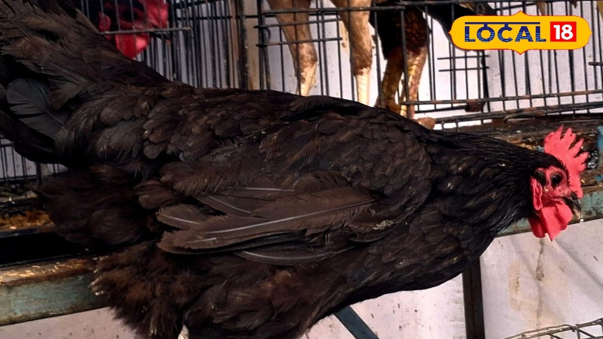 Agriculture News : 300 अंडी देणारी कोंबडी, घरी येईल पैसेच पैसे, बेस्ट बिझनेस आयडिया!