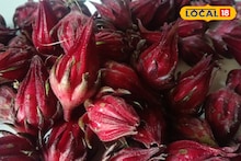 मासिक पाळी ते वजन वाढ, अंबाडीची फुले महिलांसाठी वरदान, फायदे पाहाल तर अवाक् व्हाल!