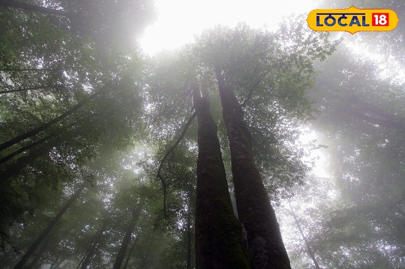 दरम्यान, आज कोकण आणि पश्चिम महाराष्ट्रातील काही जिल्ह्यांना पावसाचा इशारा देण्यात आला आहे. परंतु, मराठवाडा विभागातील सर्व आठ जिल्ह्यांत पावसाची शक्यता नाही. तसेच कोणताही सतर्कतेचा अलर्ट जारी करण्यात आला नाही. साधारणतः सगळीकडे कोरडे वातावरण असणार आहे. परंतु, थंडीचा विचार करता नागरिकांना काळजी घ्यावी लागेल. 