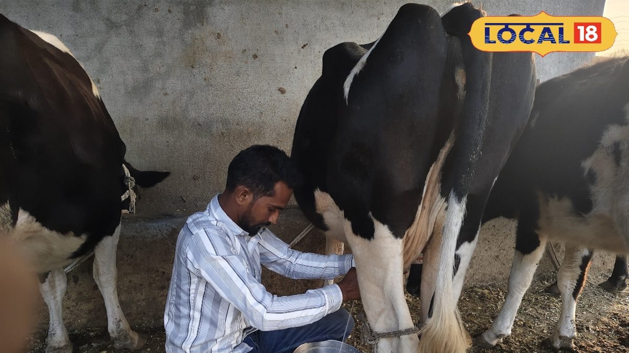 दुग्ध व्यवसायातून कुंभेफळच्या शेतकऱ्याची झेप, महिन्याला कमावतो 80 हजार... 