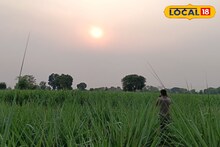 शेतकऱ्यांसाठी आशेचा किरण, ‘झिरो बजेट’ नैसर्गिक शेतीचा यशस्वी प्रयोग; 'ही' शेती कशी केली जाते?