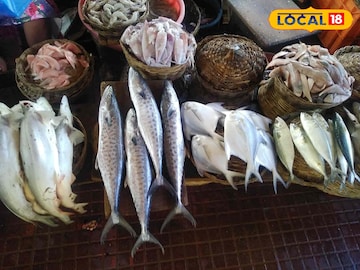 मासे खायचे तर मोठेच! सरकारचा नवा आदेश, ही चूक महागात पडणार, थेट 5 लाखांचा दंड! मासे खायचे तर मोठेच! सरकारचा नवा आदेश, ही चूक महागात पडणार, थेट 5 लाखांचा दंड!