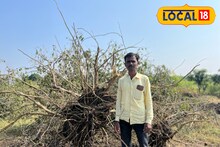 Mosambi Price : कवडीमोल भाव! हवालदिल शेतकऱ्याने परिपक्व मोसंबी फळासह काढली 278 झाडे, लाखोंचं नुकसान Video