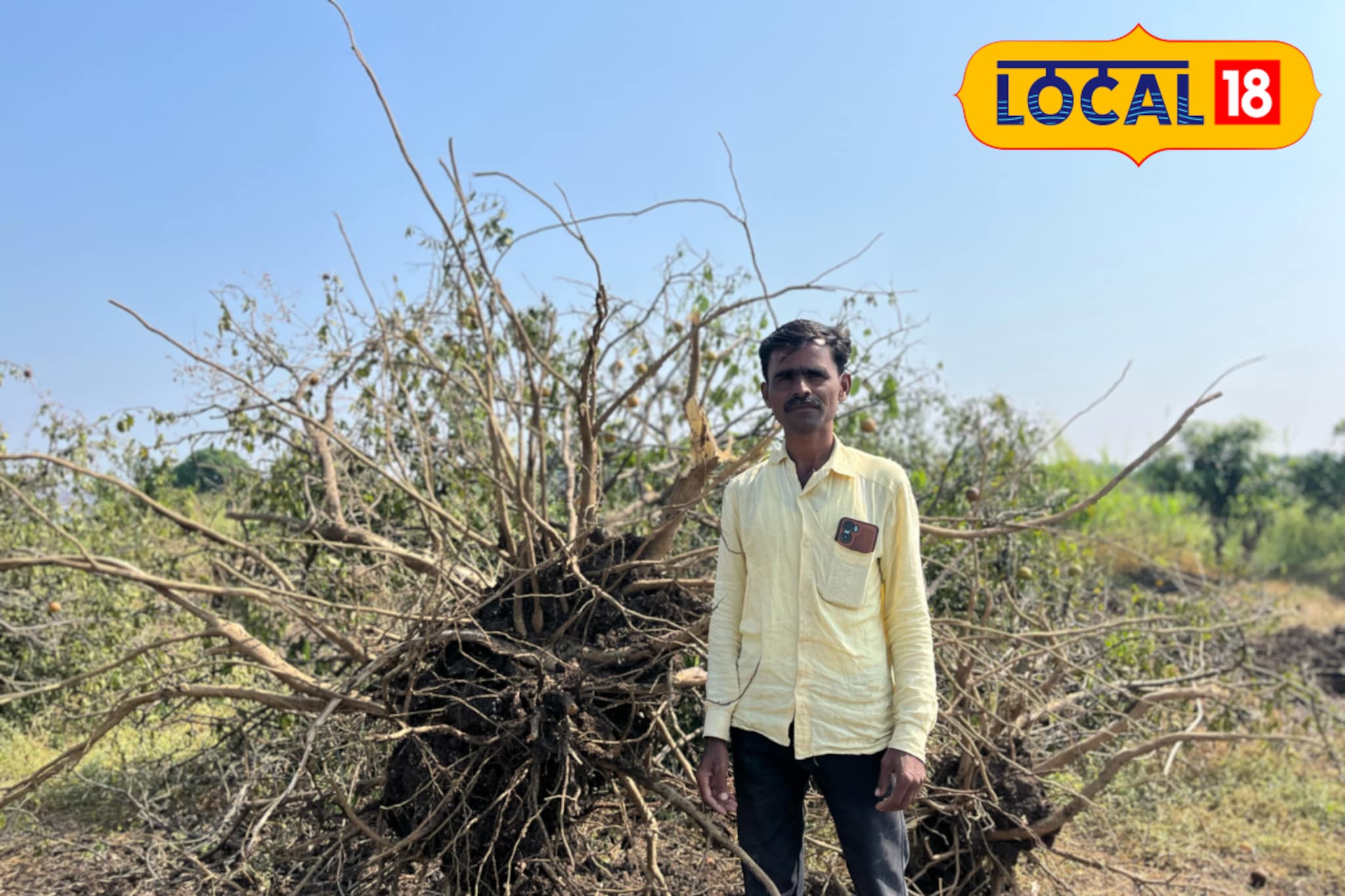 कवडीमोल भाव! हवालदिल शेतकऱ्याने मोसंबी फळासह काढली 278 झाडे, लाखोंचं नुकसान
