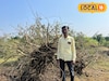 कवडीमोल भाव! हवालदिल शेतकऱ्याने मोसंबी फळासह काढली 278 झाडे, लाखोंचं नुकसान