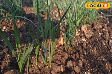 थंडीच्या दिवसांत उन्हाचे चटके, बत्तीशीपार गेला पारा, पश्चिम महाराष्ट्राचं हवामान