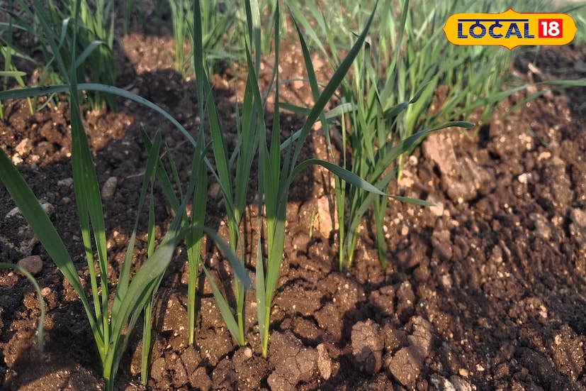 उत्तरेकडील थंड वाऱ्यांचे प्रवाह कमी झाल्याने राज्यात थंडी पूर्णपणे ओसरली आहे. राज्यात अंशत: ढगाळ आकाश झाले असून, उन्हाचा चटका आणि उकाडा वाढल्याचे अनुभवायला मिळत आहे. आज 26 नोव्हेंबर रोजी अंशतः ढगाळ हवामानासह तापमानातील वाढ कायम राहण्याची शक्यता हवामान विभागाने वर्तविली आहे. पश्चिम महाराष्ट्रातील जिल्हानिहाय हवामान अंदाज जाणून घेऊ. 