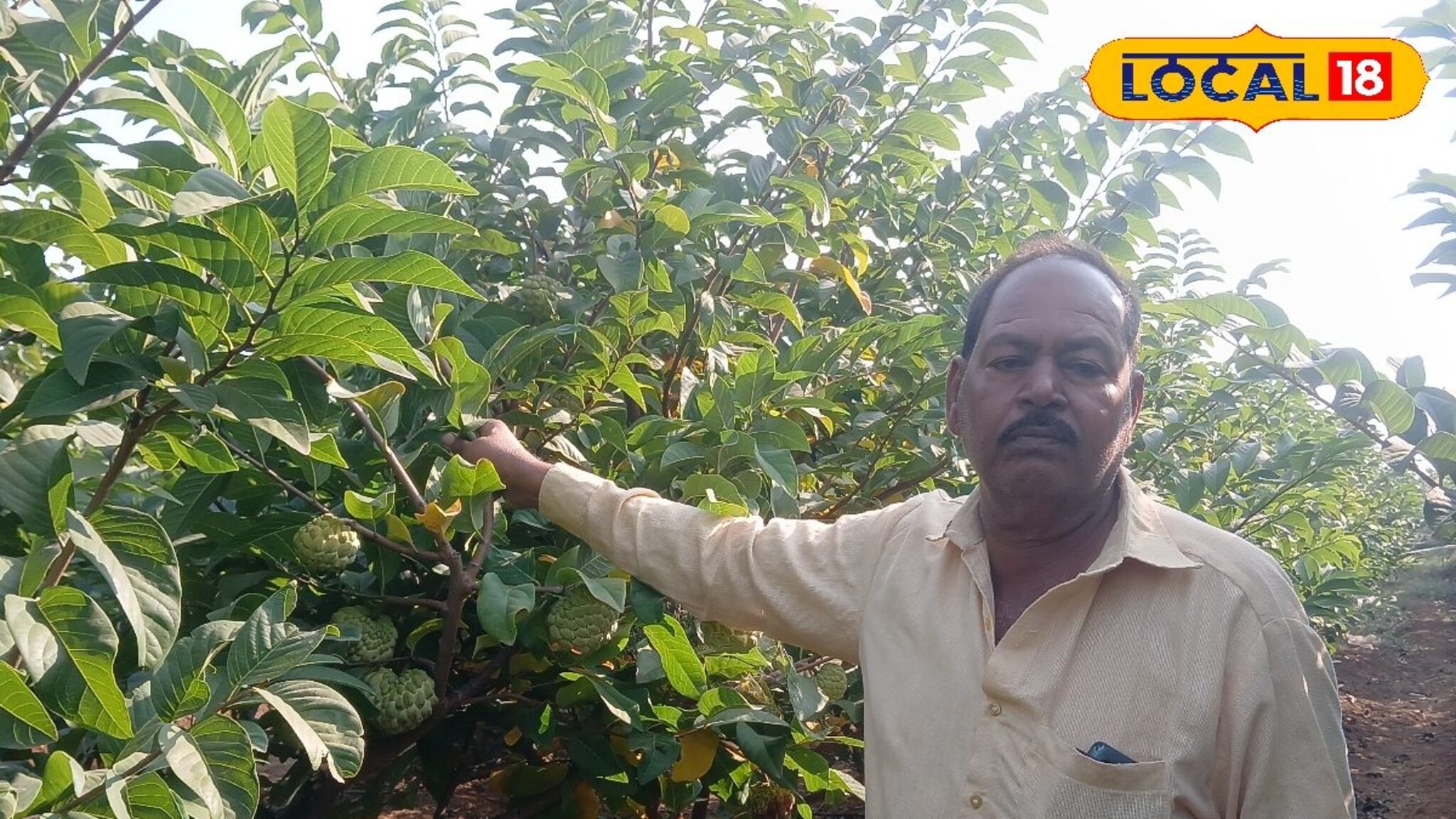 Success Story : दीड एकरात 700 झाडांची लागवड, शेतकऱ्याने केली यशस्वी सीताफळ शेती, वर्षाला लाखोंची कमाई