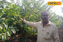 Success Story : दीड एकरात 700 झाडांची लागवड, शेतकऱ्याने केली यशस्वी सीताफळ शेती, वर्षाला लाखोंची कमाई