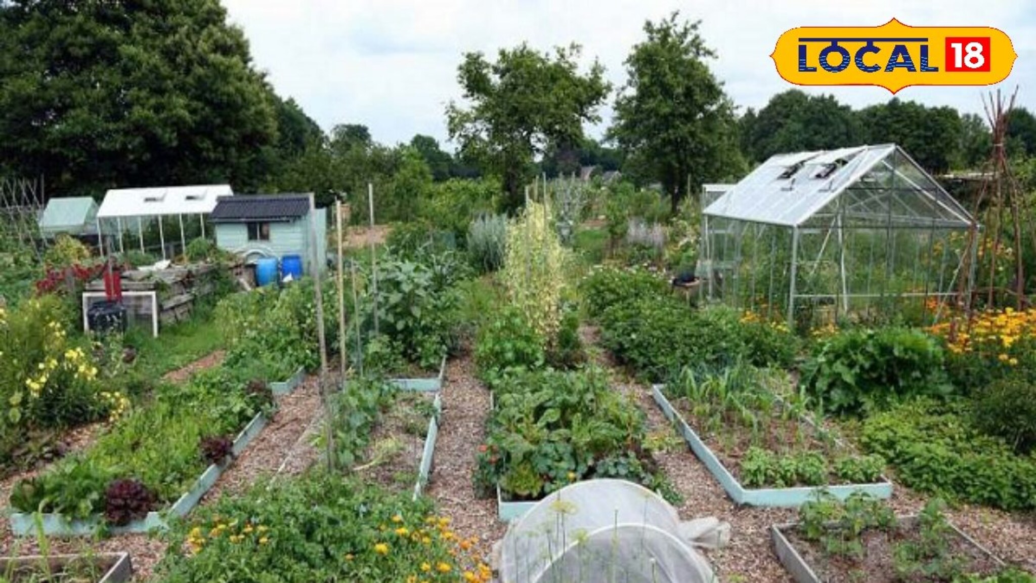 भाजीपाला शेतीत होईल नफाच नफा, स्मार्ट प्लॅनिंग कसं करावं? तज्ज्ञांनी दिला सल्ला