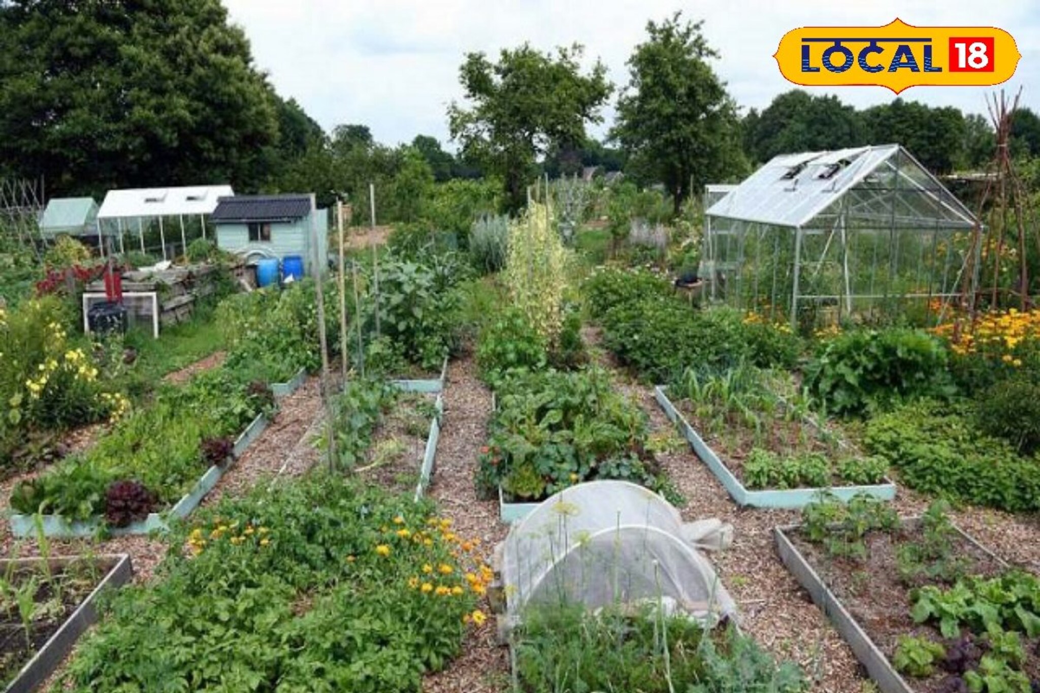 भाजीपाला शेतीत होईल नफाच नफा, स्मार्ट प्लॅनिंग कसं करावं? तज्ज्ञांनी दिला सल्ला