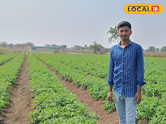 नोकरी मिळत नसल्यामुळे घेतला उलट निर्णय, एका एकरमध्ये केली बटाटा लागवड, 3 लाख नफा