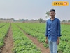नोकरी मिळत नसल्यामुळे घेतला उलट निर्णय, एका एकरमध्ये केली बटाटा लागवड, 3 लाख नफा