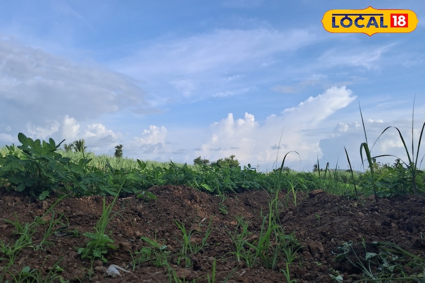 सांगली जिल्ह्यात मागील 24 तासात 18.3 अंश सेल्सिअस किमान तापमानाची नोंद झाली. आज जिल्ह्यात कमाल तापमान 31 अंशावर राहील. तसेच किमान तापमानात 2 अंशांनी घट होऊन ते 16 अंशावर राहील. त्यामुळे गारठा वाढण्याची शक्यता आहे. तर दुपारी उकाडा कायम असेल.