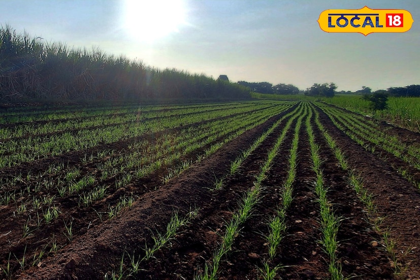 गुरुवारी सोलापूर जिल्ह्यातील जेऊर येथे निचांकी 12.5 अंश तापमान नोंदले गेले. आज सोलापूर जिल्ह्यात कमाल तापमानाचा पारा 30 अंशावर राहील. तसेच किमान तापमानाचा पारा 16 अंशापर्यंत राहिल. 